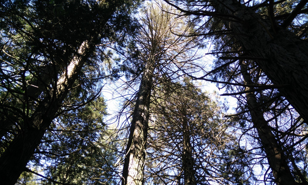 Sequoia Gegant